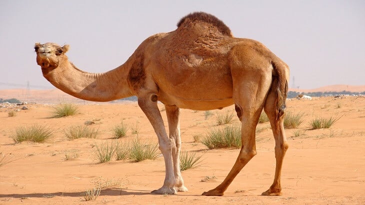الجمل في المنام
