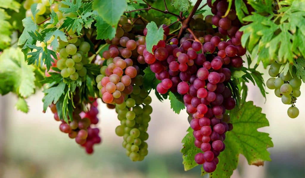 رؤية العنب الأخضر والأحمر