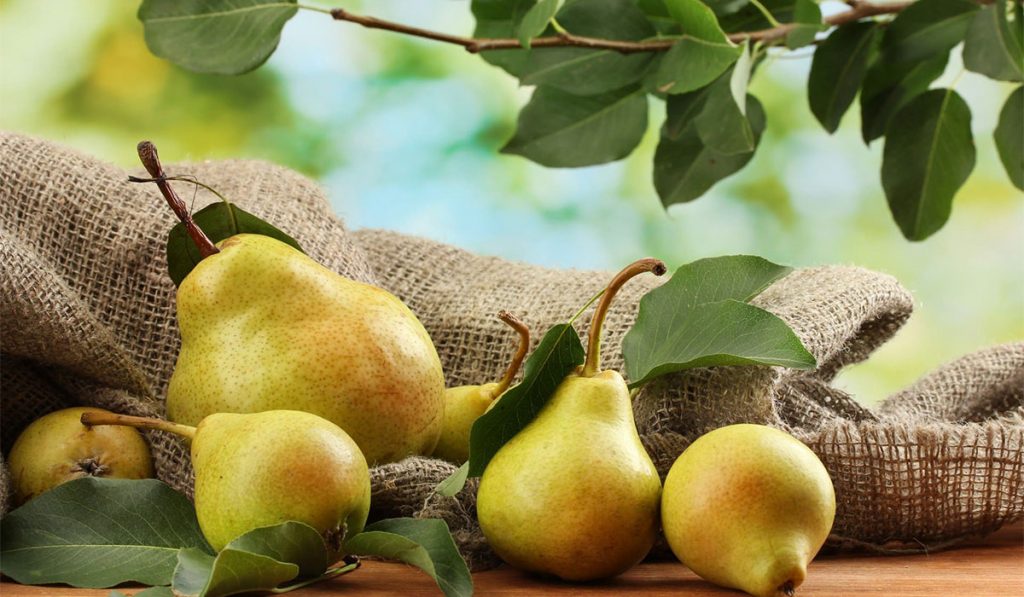 الكمثرى الإجاص في المنام