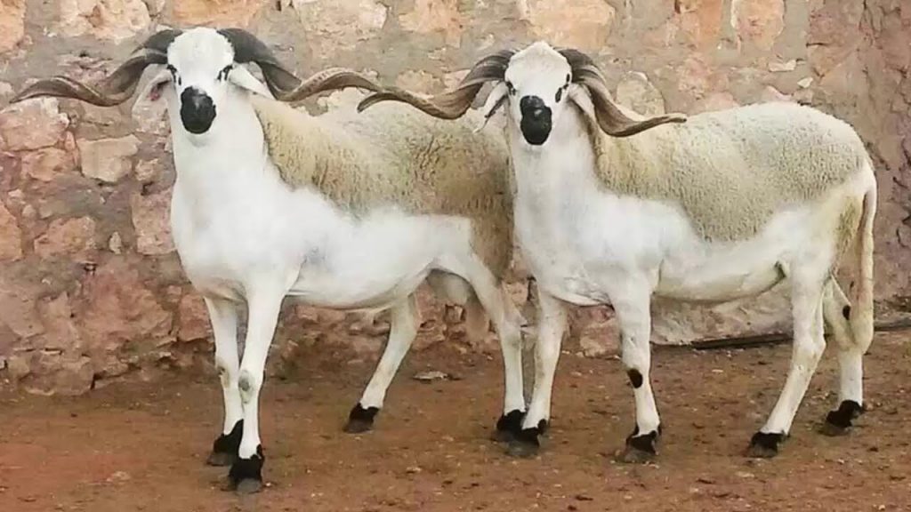 الكبش في المنام للعزباء