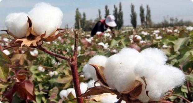 القطن في المنام للعزباء