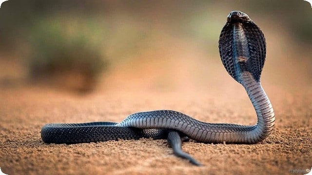 تفسير رؤية الحية والأفعى في حلم الرجل والمرأة
