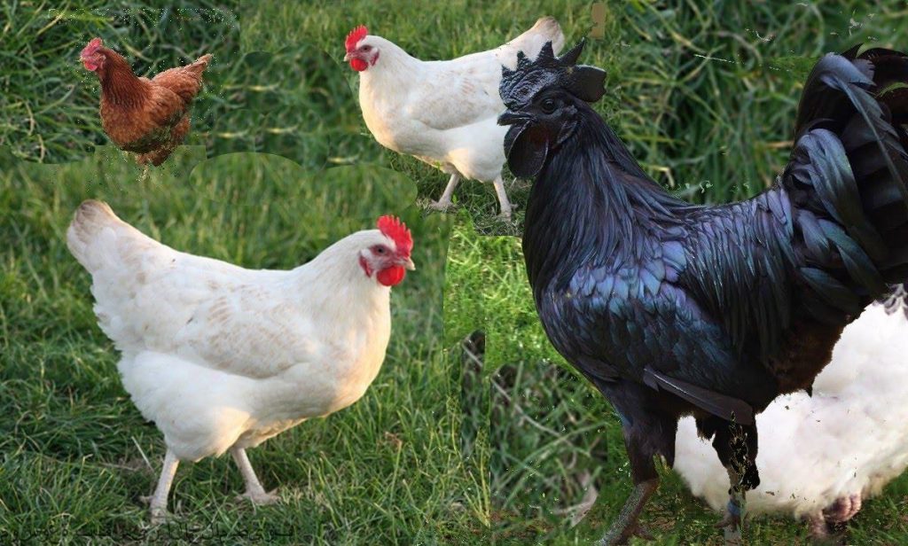 تفسير رؤية الفراخ في المنام لابن سيرين