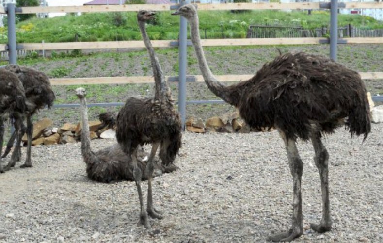 تفسير حلم الخوف من النعام للعزباء والمتزوجة والحامل