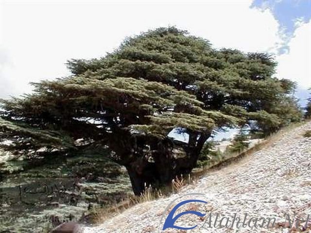 تفسير رؤية الحلم بأشجار الأرز في المنام