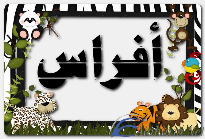 معنى اسم أفراس وصفات حامل الاسم