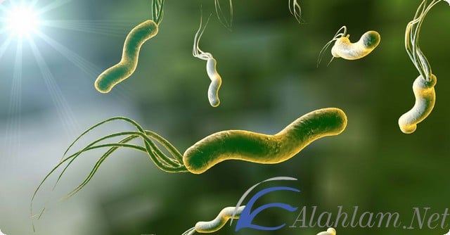طرق علاج جرثومة المعدة بالأعشاب