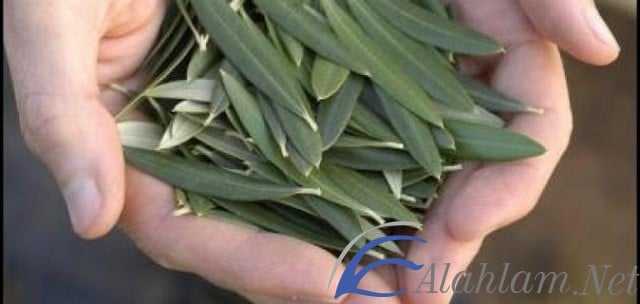 فوائد ورق الزيتون للبشرة وللجسم 1