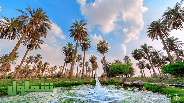 اسم أكبر واحة داخل المملكة