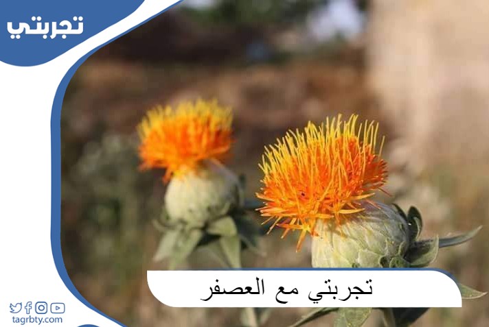 تجربتي مع العصفر للتخلص من الخوف
